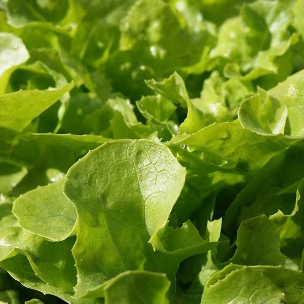 A-Gurda-Produce-Southwest-Chicken-Salad-Lettuce